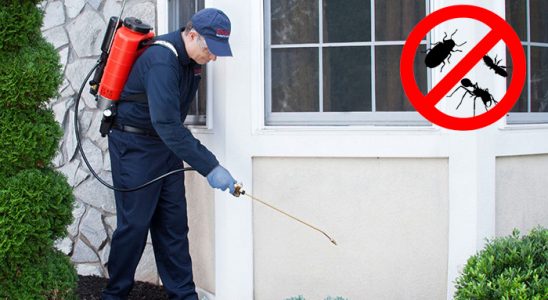 Suluova Kene İlaçlama böcek ilaçlama ve haşere kontrolü — ilaclama-tr.com